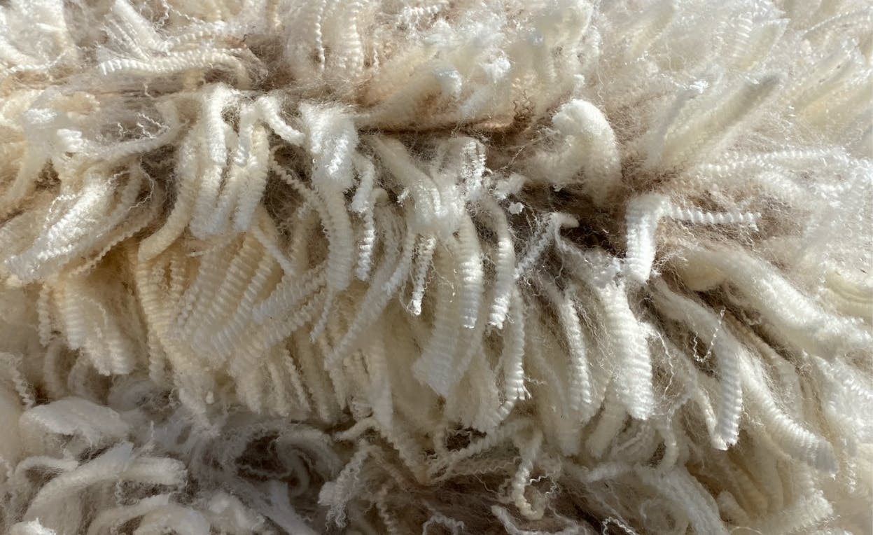 Blogs neXtgenminiseries Wealth-in-wool-no-text