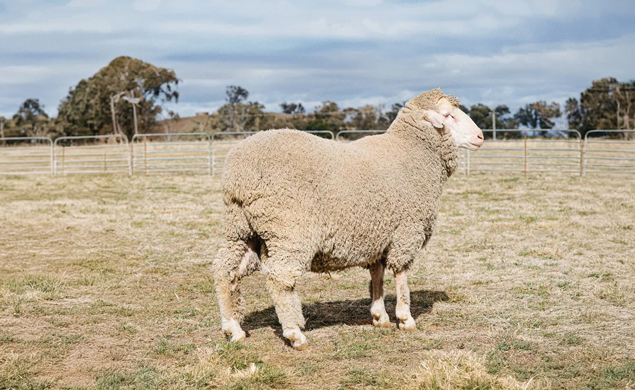 Homepage Sheep-expand-2-flipped