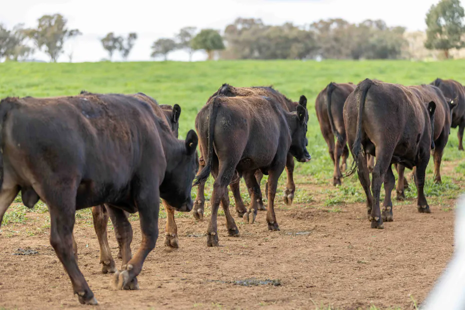 Wagyu 2025-photos Wagyu-Bulls-4801