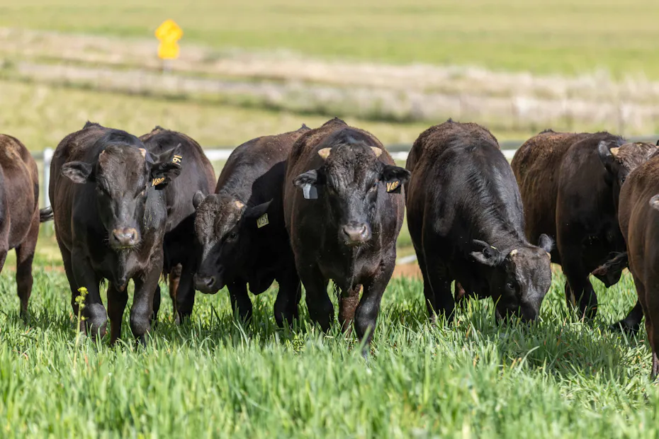 Wagyu 2025-photos Wagyu-Bulls-4814