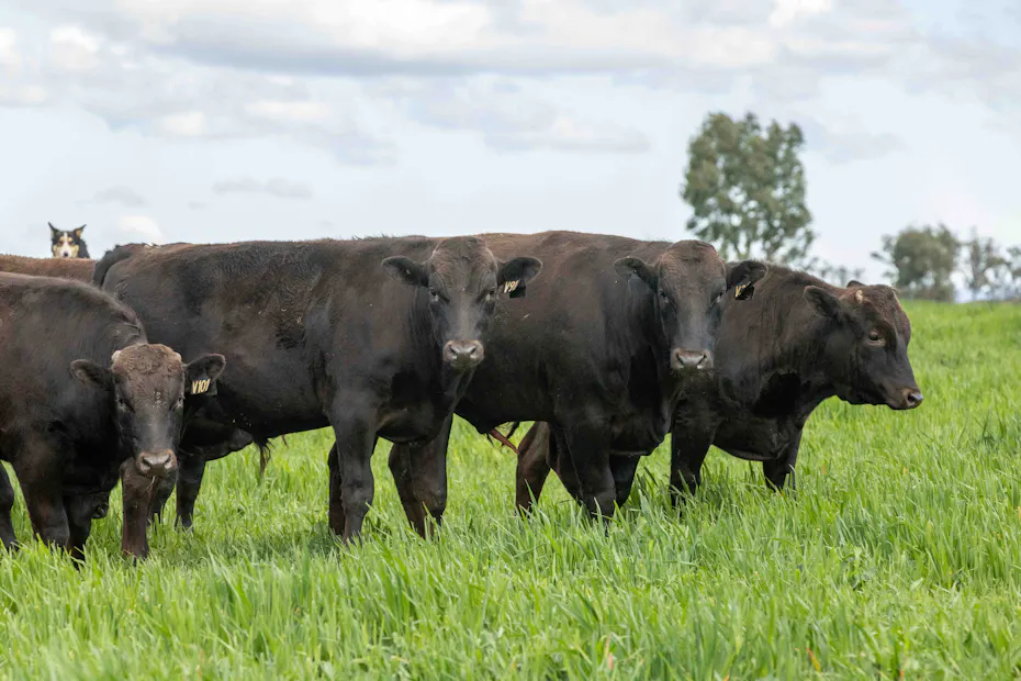 Wagyu 2025-photos Wagyu-Bulls-5069