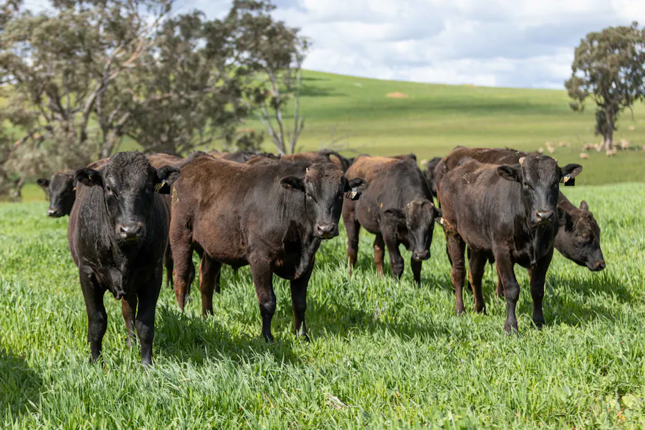 Wagyu 2025-photos Wagyu-Bulls-5089