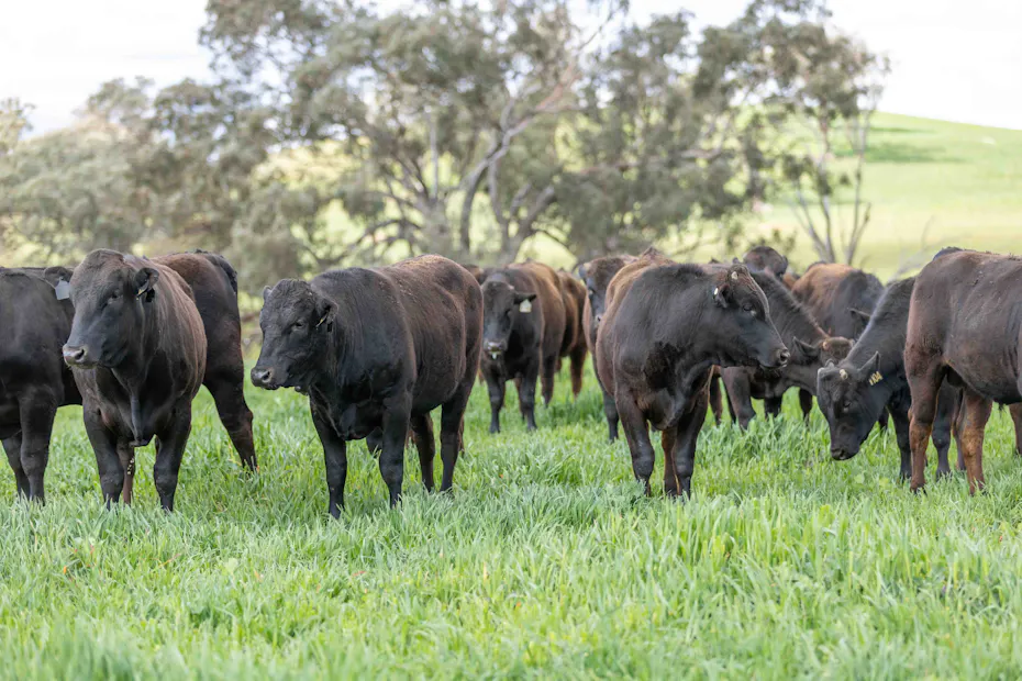 Wagyu 2025-photos Wagyu-Bulls-5100