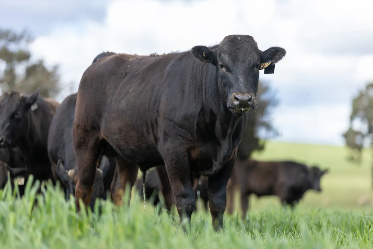 Wagyu 2025-photos Wagyu-Bulls-5107-REMOVED-BULL