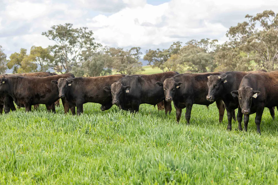 Wagyu 2025-photos Wagyu-Bulls-5116