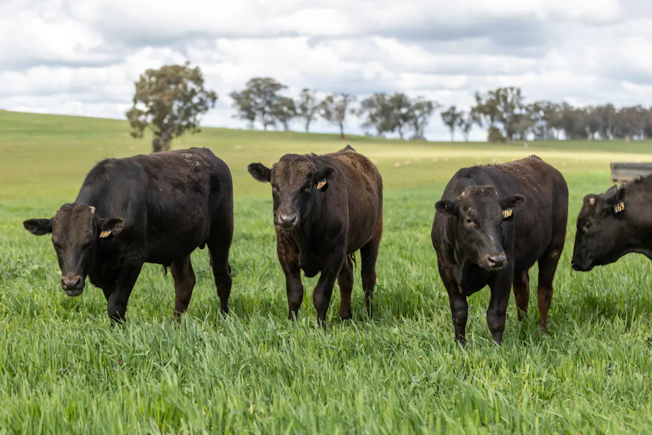 Wagyu 2025-photos Wagyu-Bulls-5120