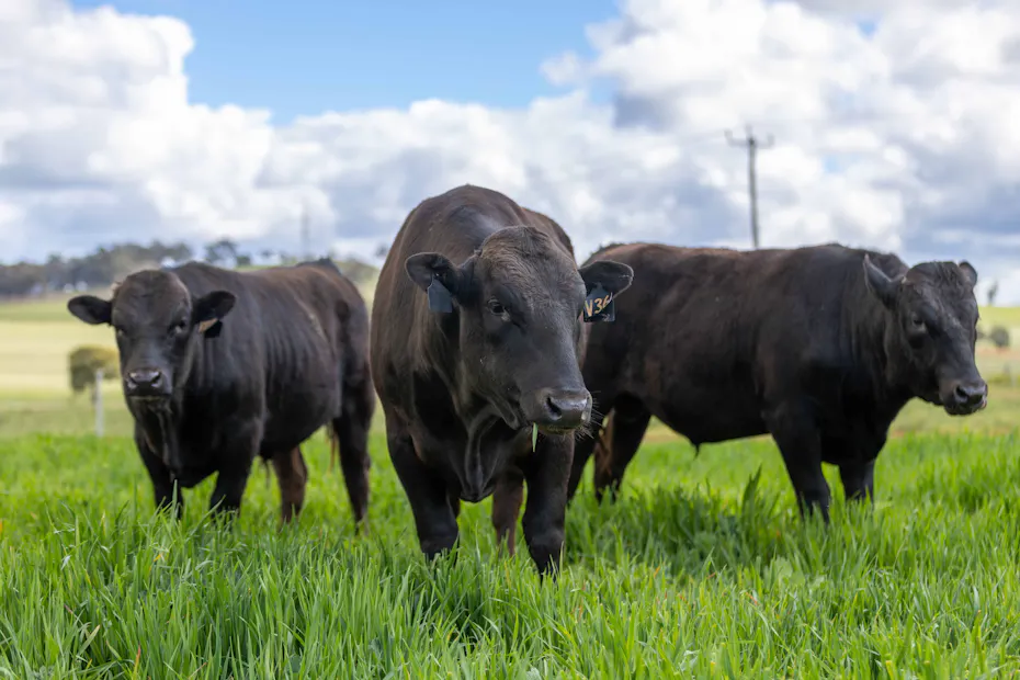 Wagyu 2025-photos Wagyu-Bulls-5130