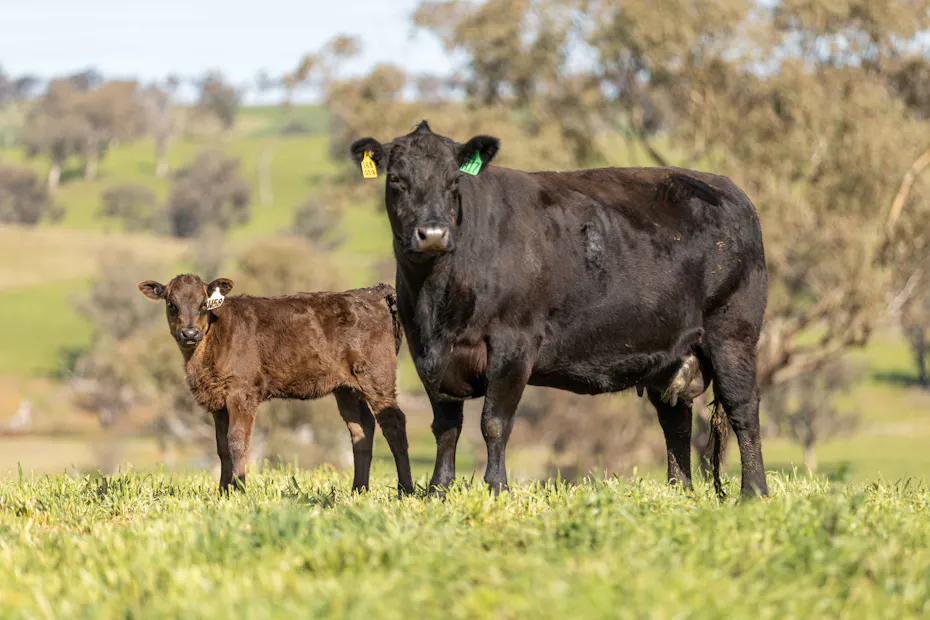 Wagyu 2025-photos Wagyu-Calves-1-4981