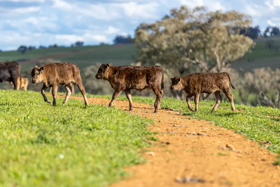 Wagyu 2025-photos Wagyu-Calves-4184