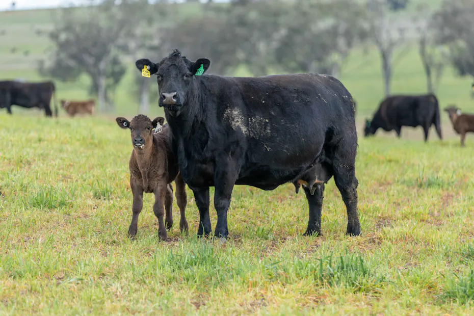 Wagyu 2025-photos Wagyu-Calves-4207
