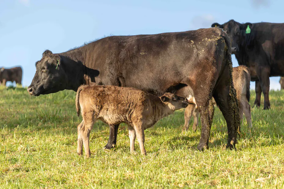 Wagyu 2025-photos Wagyu-Calves-4209