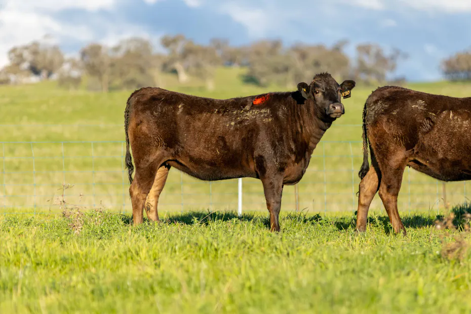 Wagyu 2025-photos Wagyu-Heifers-4260-V30