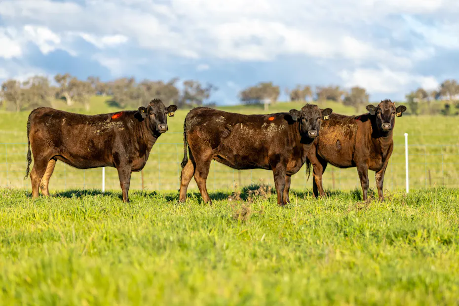 Wagyu 2025-photos Wagyu-Heifers-4267v2-V34