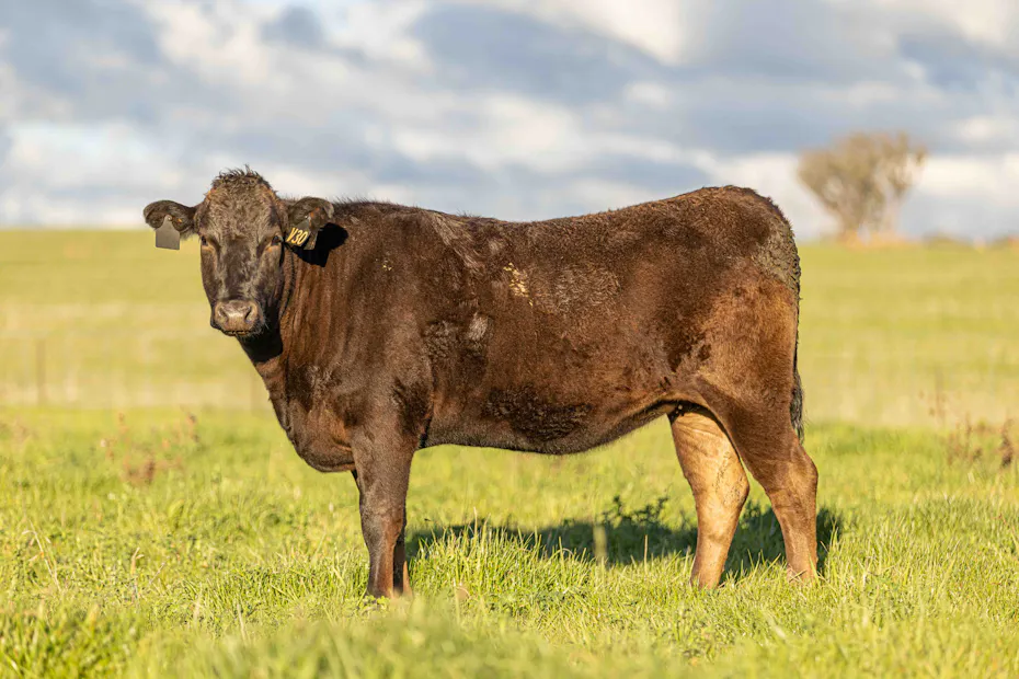Wagyu 2025-photos Wagyu-Heifers-4291-V30
