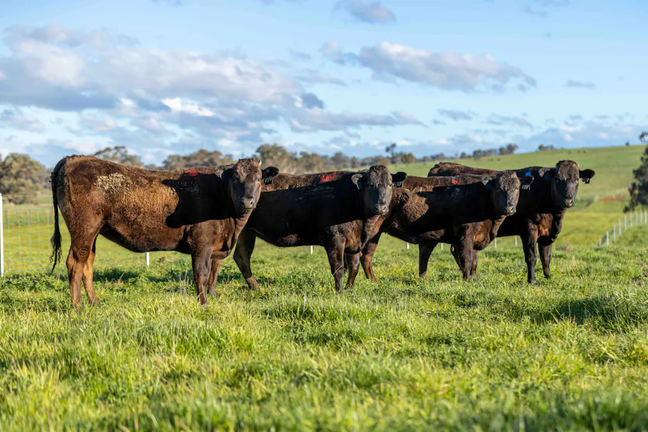 Wagyu 2025-photos wagyu-heifers-4223-v15v30v10v28