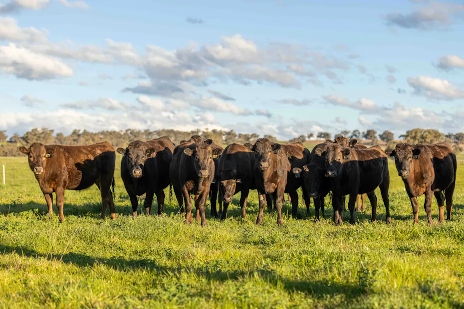Wagyu 2025-photos wagyu-heifers-87-4313-v75v82v87-v71v113