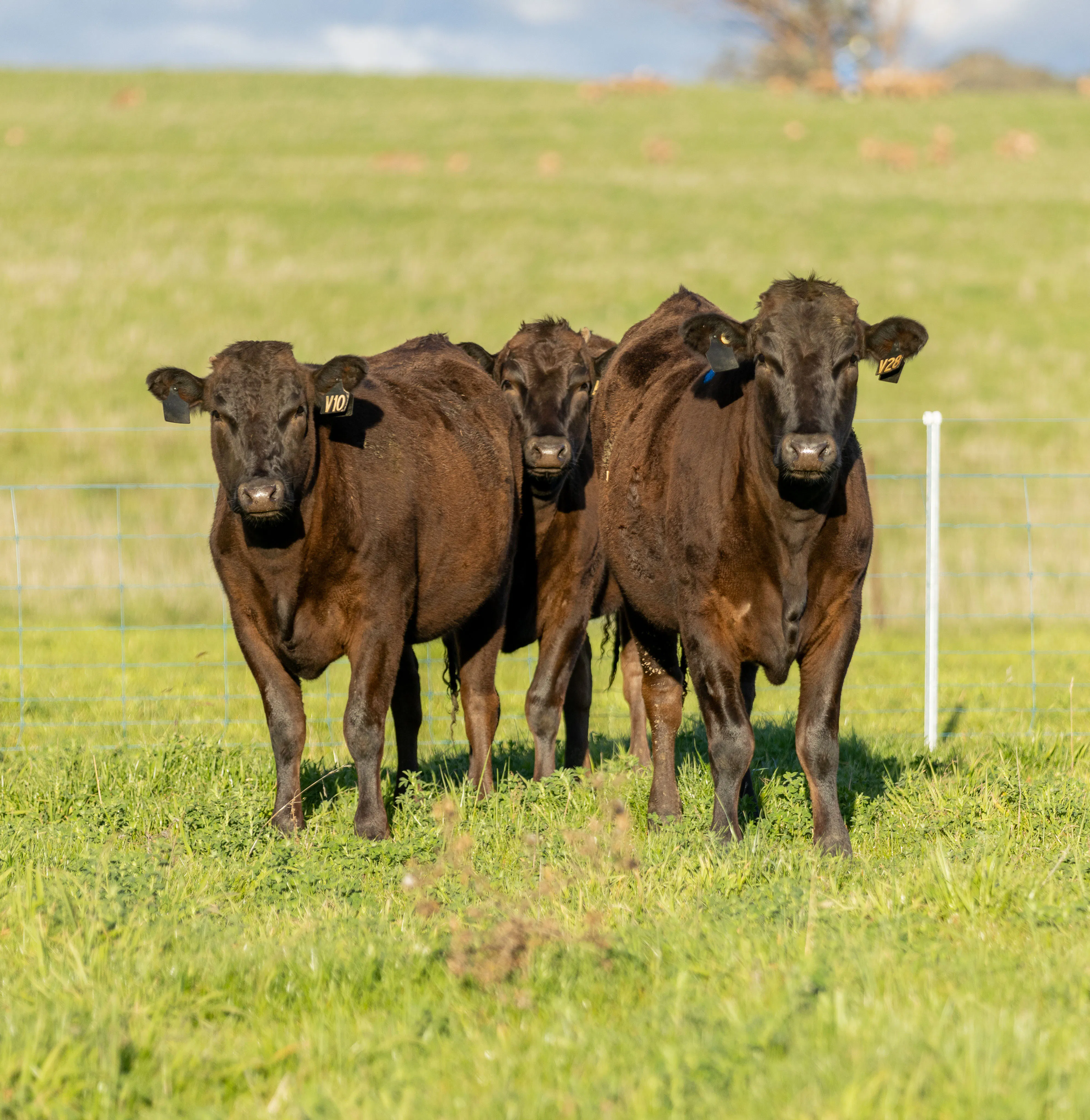 Wagyu 2025-photos x2025-wagyu-heifers-4251-v30v10v28