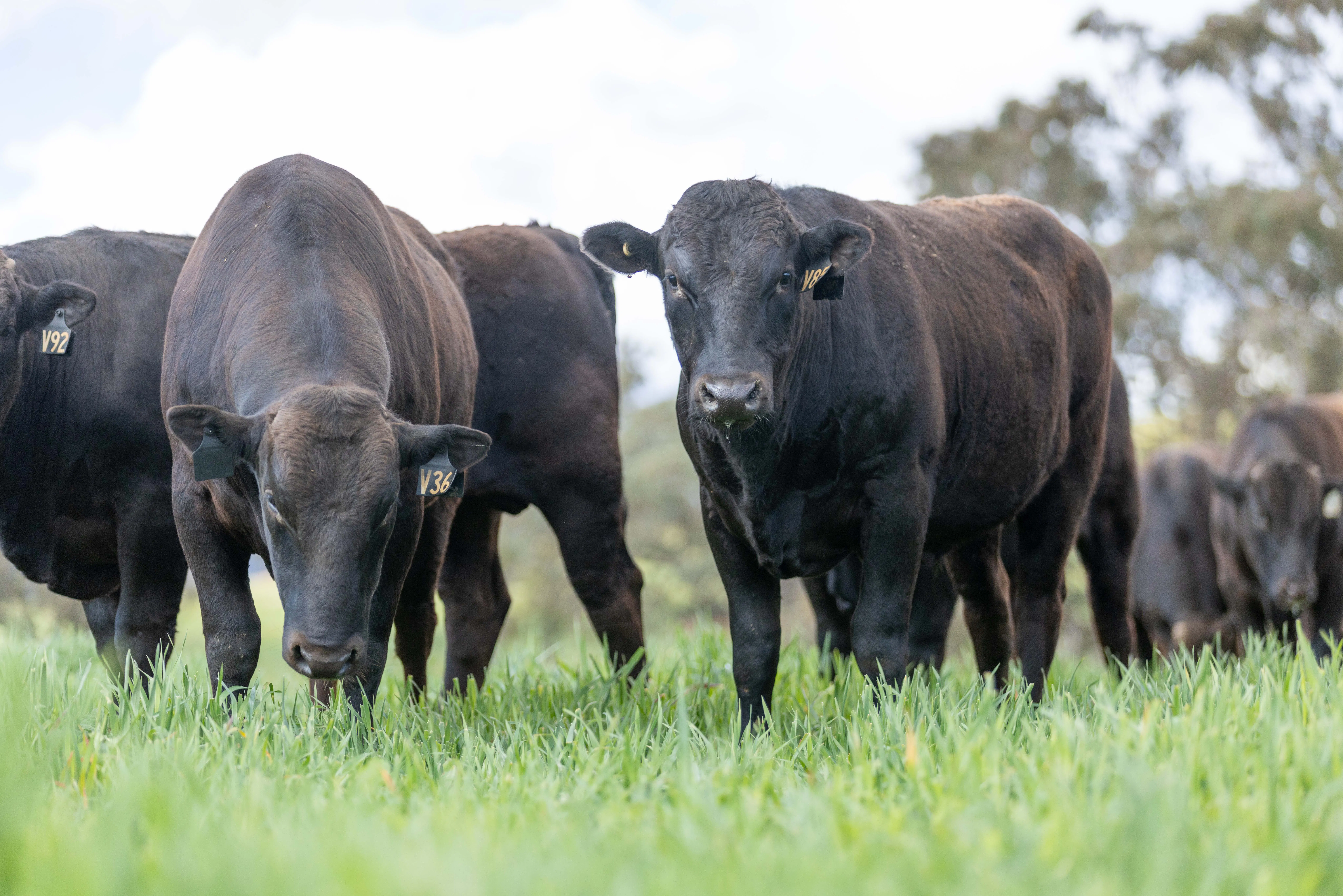 Wagyu 2025-photos xWagyu-Bulls-5101