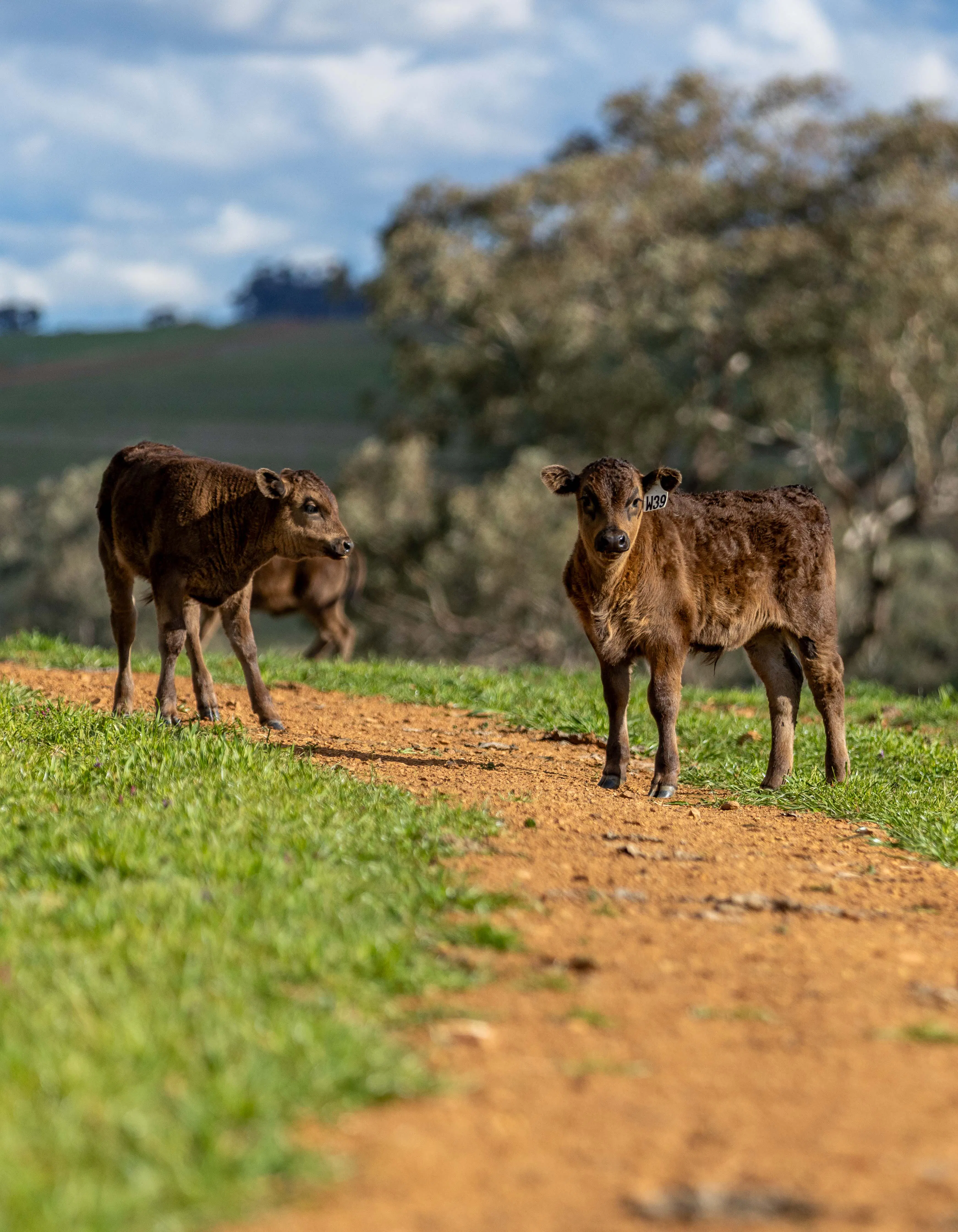 Wagyu 2025-photos xWagyu-Calves-4181