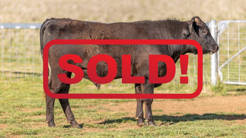 Wagyu Bull-for-sale-photos KRNF24V0045-SOLD