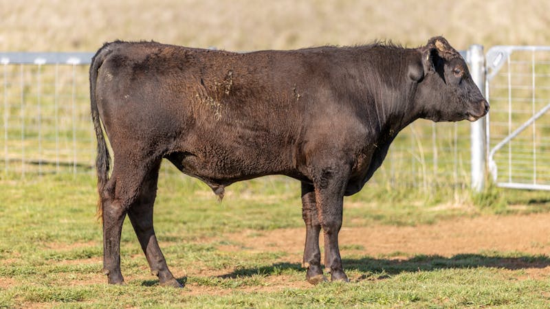 Wagyu Bull-for-sale-photos KRNF24V0045
