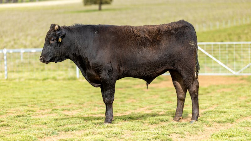 Wagyu Bull-for-sale-photos KRNF24V0048