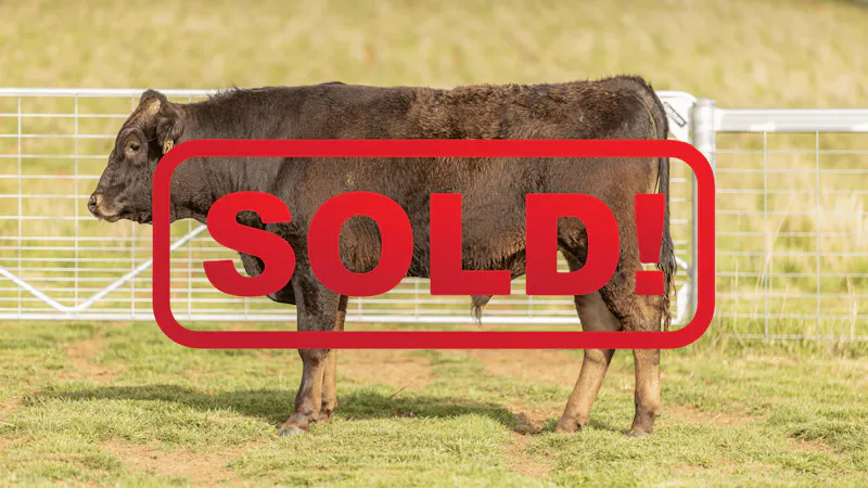 Wagyu Bull-for-sale-photos KRNF24V0058-SOLD