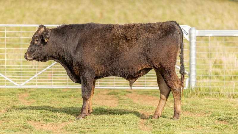 Wagyu Bull-for-sale-photos KRNF24V0058