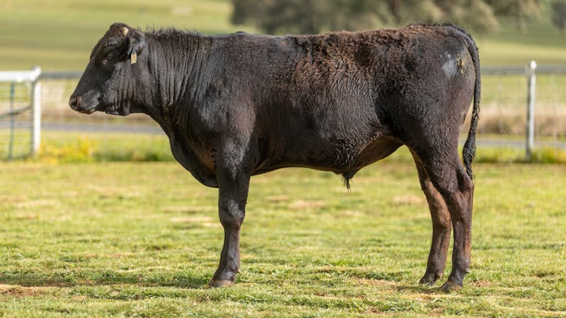 Wagyu Bull-for-sale-photos KRNF24V0069