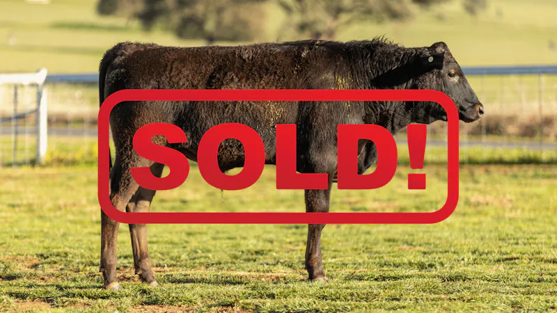 Wagyu Bull-for-sale-photos KRNF24V0078-SOLD