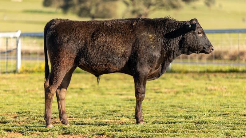 Wagyu Bull-for-sale-photos KRNF24V0078