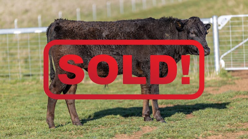 Wagyu Bull-for-sale-photos KRNF24V0079-SOLD