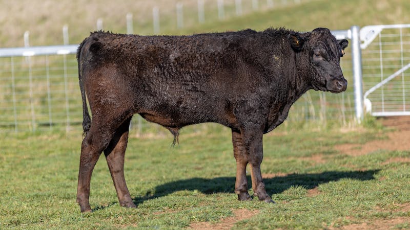 Wagyu Bull-for-sale-photos KRNF24V0079
