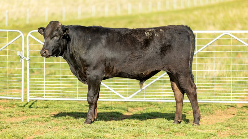 Wagyu Bull-for-sale-photos KRNF24V0080