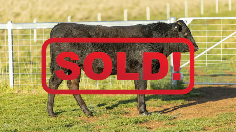 Wagyu Bull-for-sale-photos KRNF24V0085-SOLD