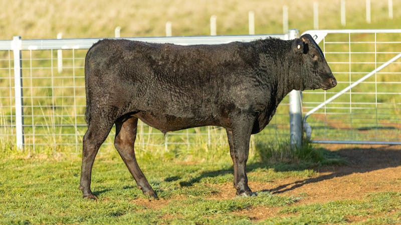 Wagyu Bull-for-sale-photos KRNF24V0085