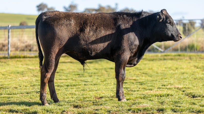 Wagyu Bull-for-sale-photos KRNF24V0097