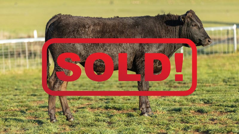 Wagyu Bull-for-sale-photos KRNF24V0099-SOLD