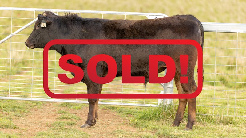 Wagyu Bull-for-sale-photos KRNF24V0101-SOLD