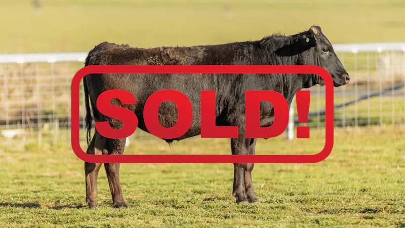 Wagyu Bull-for-sale-photos KRNF24V0104-SOLD