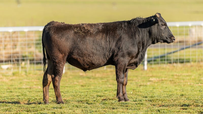 Wagyu Bull-for-sale-photos KRNF24V0104