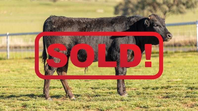 Wagyu Bull-for-sale-photos KRNF24V0107-SOLD