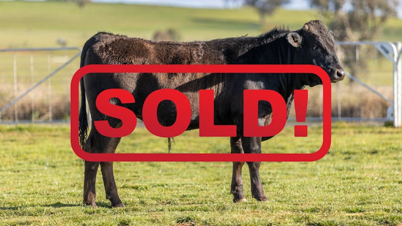 Wagyu Bull-for-sale-photos KRNF24V0108-SOLD