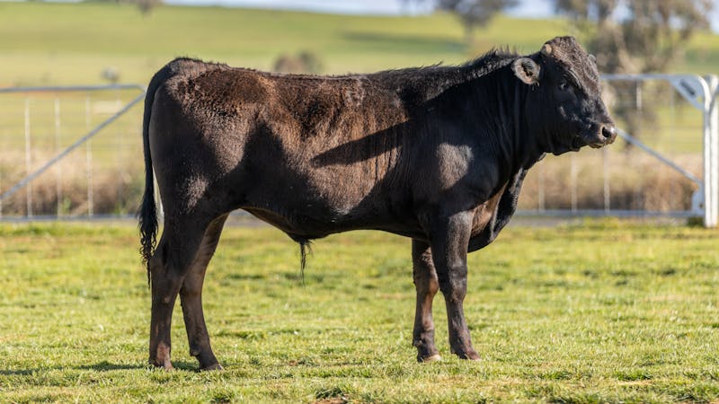Wagyu Bull-for-sale-photos KRNF24V0108