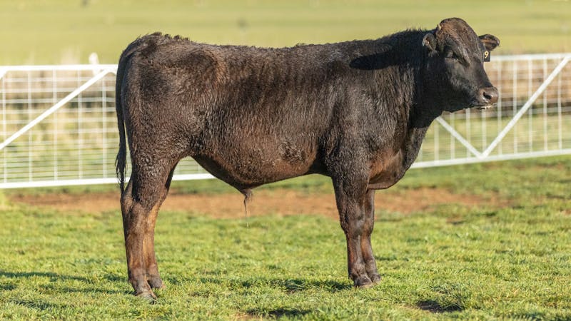 Wagyu Bull-for-sale-photos KRNF24V0109
