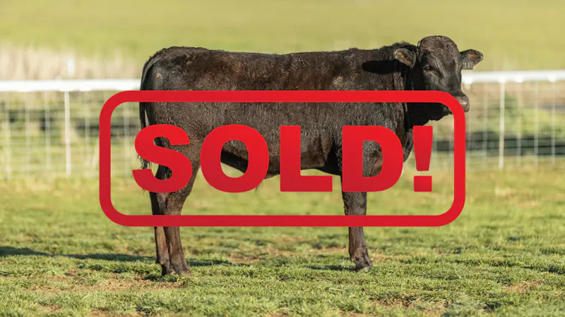 Wagyu Bull-for-sale-photos KRNF24V0112-SOLD