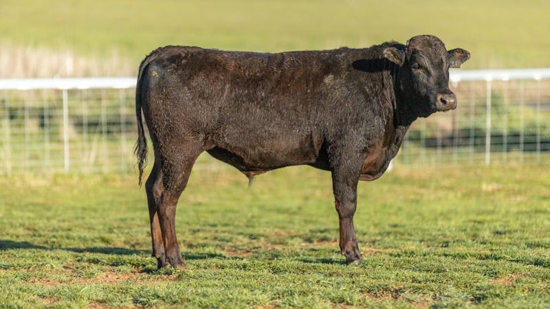 Wagyu Bull-for-sale-photos KRNF24V0112