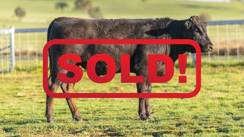 Wagyu Bull-for-sale-photos KRNF24V0114-SOLD