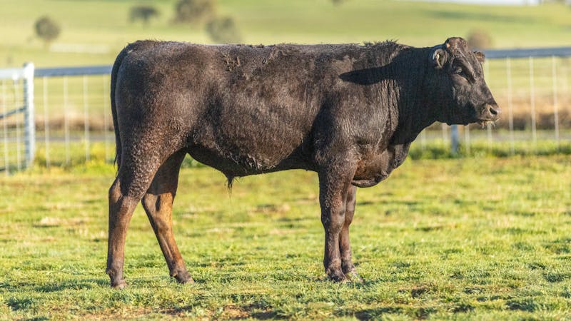 Wagyu Bull-for-sale-photos KRNF24V0114