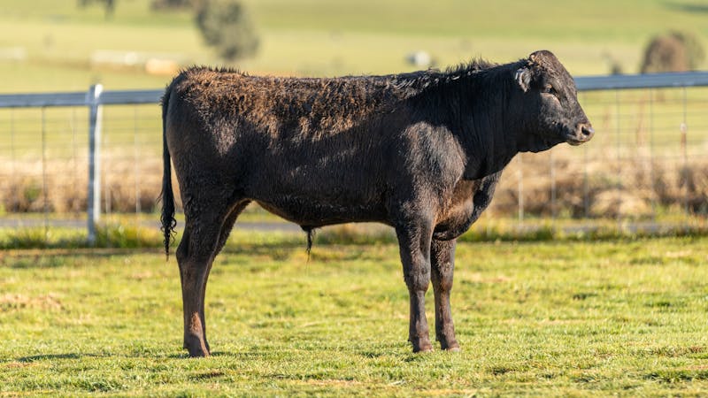 Wagyu Bull-for-sale-photos KRNF24V0121
